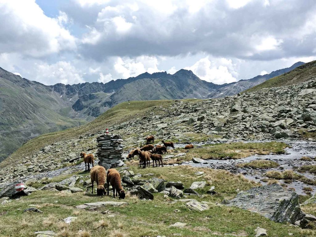 While hiking through the Austrian alps we saw sheeps who were maybe also travelling.