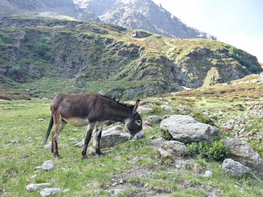 Seeing donkeys on our travels and this hiking trips makes us unconditionally happy.