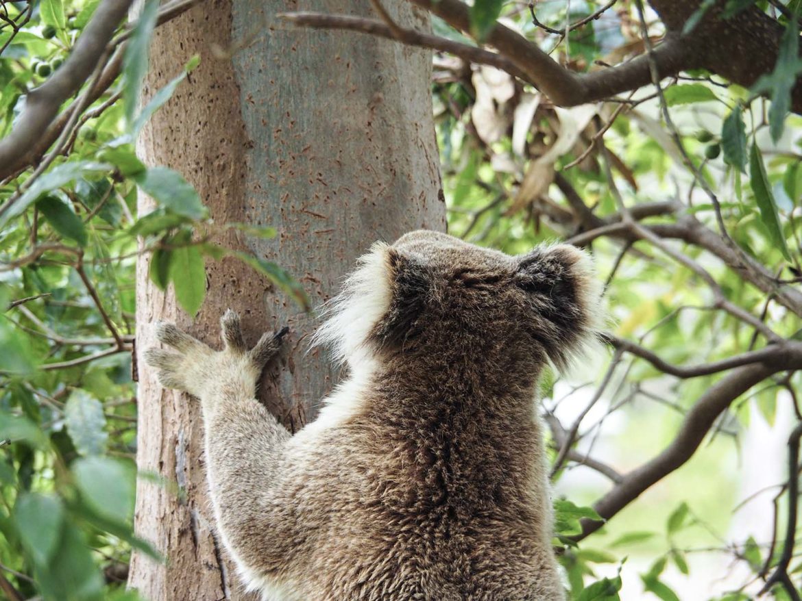 Our first time meeting Koalas and the feeling of Fernweh!