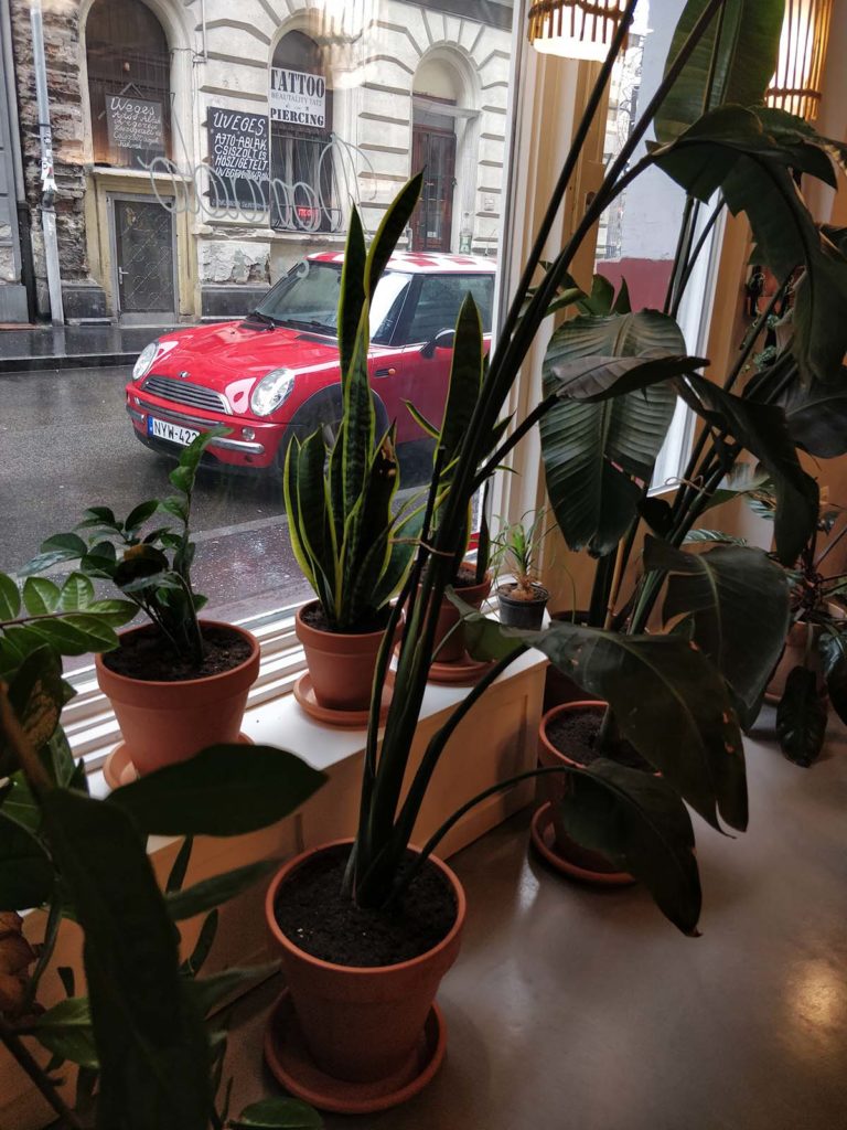 Many green plants in the front of a window. Outside the window a car drives by.