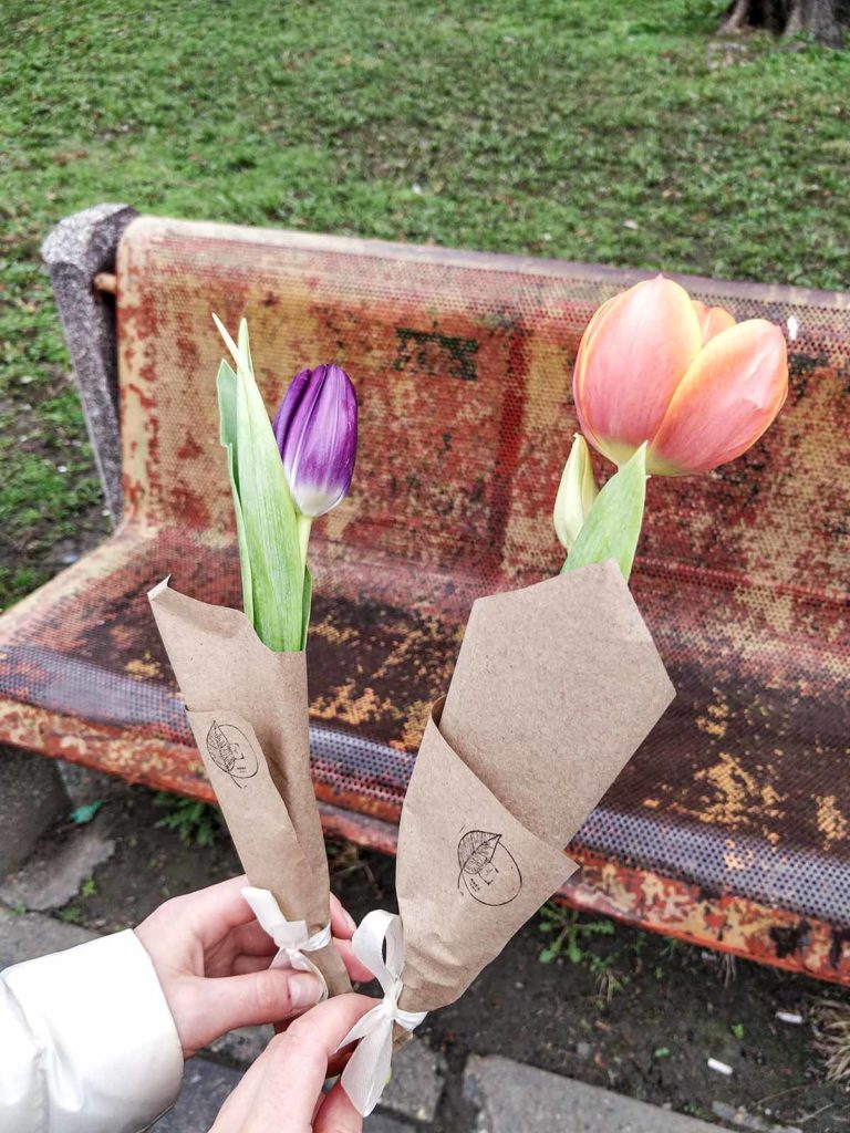 Two tulips in orange and purple in front of a park bench.